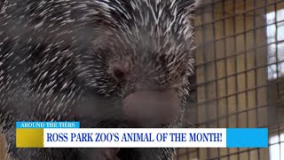 Animal of the Month Prehensile Tailed Porcupines [upl. by Nolrah]