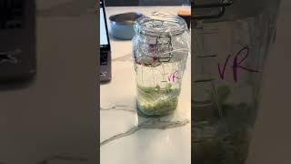 Module 2 Lactic Acid Fermentation set up video 2  Veronica Ragay [upl. by Akener]