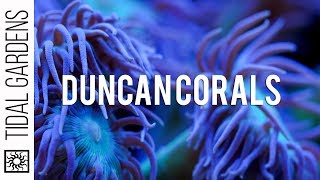 Duncan Coral Care Tips [upl. by Esertal]