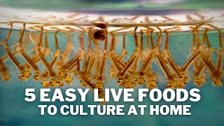 5 Easy Live Foods to Feed your Fish  Live Food Cultures You Can Keep at Home [upl. by Ardnasil415]