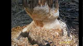 Biberbaum an der Löcknitz  tree felled by a beaver [upl. by Hnahc]