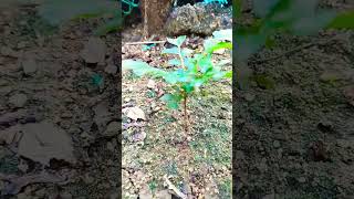 CURRY LEAF PLANTS IN MY GARDEN  ks Bawarchi  Curry Tree [upl. by Gnart]