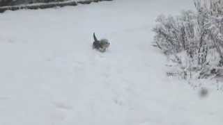 Dandie Dinmont Terrier snow walk [upl. by Eyak]