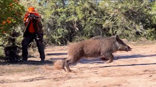 Chasse Sanglier au maroc Chichaoua  Wild Boar Hunting 20232024 Partie 13 [upl. by Htnamas]