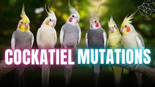 Learn how to recognize your cockatiels mutation now easily [upl. by Asiled]