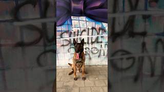 ZINO WITH STROMAE 🎤🕺🏻🐕🇧🇪 belgianmalinois stromae dog malinois music art stromae 🔥 [upl. by Faubion]