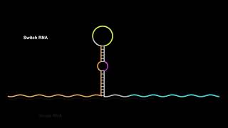 Toehold Switches De–Novo–Designed Regulators of Gene Expression [upl. by Pyne]