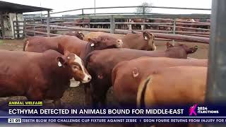 Animal Welfare  Ecthyma detected in animals bound for MiddleEast [upl. by Selden]