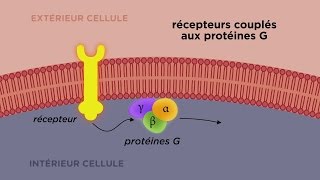 MOOC côté cours  Les différents types de récepteurs cellulaires [upl. by Rahmann30]