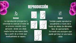 MicrobiologíaSaccharomycesCerevisiaeexplicacion [upl. by Buttaro]