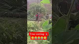 Tree life tree cutting punjabi punjabisong newsong music [upl. by Atiniuq]