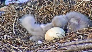 Bald eagle chicks fighting [upl. by Sainana]