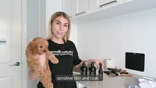 How To Wash A Cavoodle At Home  StepbyStep Home Grooming with mycavoodle Products [upl. by Aikar]