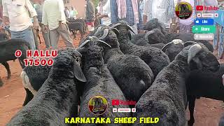 karnataka sheep field sheepmarket karnataka davangere sheepfarming shivamogga bagalakot [upl. by Cristoforo]