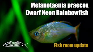 Melanotaenia praecox  The dwarf neon rainbowfish [upl. by Akinej533]