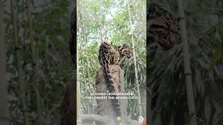 Clouded Leopards Masters of Balance amp Survival in the Rainforest 🌳🐆 [upl. by Yemirej]