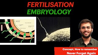 Fertilisation Embryology  Human Fertilisation  Zygote Formation [upl. by Higginbotham231]