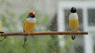 Gouldian finch song call singing Beautiful Bids [upl. by Flosi]