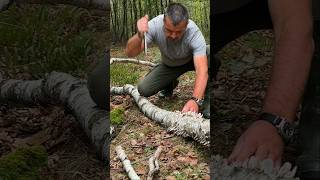 Survival Skills Fire Starting with Wet Birch Bark and Magnesium survival camping lifehacks [upl. by Rimidalb]