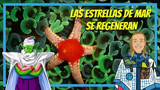 Las Estrellas de Mar se Regeneran Equinodermos bajo el Mar ⭐🌊🐡🐠 [upl. by Nahpos]