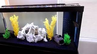 75 gallon set up and revealed [upl. by Berglund]