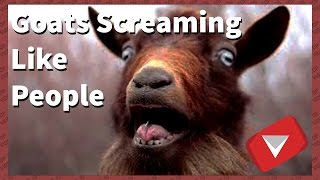 goats screaming like humans funny TOP 10 VIDEOS [upl. by Annauqal]