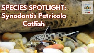 SYNODONTIS PETRICOLA Species Spotlight [upl. by Ciel]