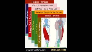 Rectus femoris  Anatomy Perspective  Visual review [upl. by Nesyrb]