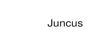 How to pronounce Juncus [upl. by Atwahs]