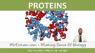 Chemicals of Life  Proteins  Post 16 Biology A Level PreU IB AP Bio [upl. by Power142]