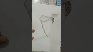 How to draw scapula bone 2 Human anatomy scapula drawing easy stepbystep subscribe [upl. by Pouncey94]