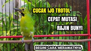 Perawatan CUCAK IJO BAHAN  TROTOL Agar Cepat Mutasi amp Bunyi 🐦 [upl. by Enaenaj]