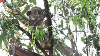 Its raining its pouring  Jaxson the koala got a soaking [upl. by Ydospahr]