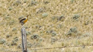 Western Meadowlark [upl. by Alegre]