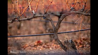 Marqués de Riscal ante los retos del cambio climático [upl. by Tillo855]