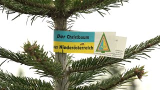 ‚Hier wächst ihr Christbaum‘ in OberGrafendorf [upl. by Hollenbeck]