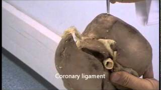 Gross anatomy of the liver [upl. by Polito]