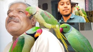 Female Raw Parrot Leli  Happy Married Life Mithu  Raw Parrot Pair Complete Ho Gaya [upl. by Ellenohs]