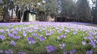 A timelapse after planting 10000 crocuses in a lawn [upl. by Ward]