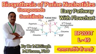 Biosynthesis of Purine Nucleotides  IMP AMP amp GMP  Biochemistry  BP203T  L49 [upl. by Sacha]