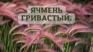 ЯЧМЕНЬ ГРИВАСТЫЙ ОБЗОР😊Hordeum jubatum [upl. by Drof]