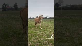 Zand op de track 🍀🦄🎉 [upl. by Euqinor704]