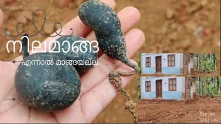 മാങ്ങയല്ലാത്ത നിലമാങ്ങ  Rare herbal mushroom  Nilamanga  The fungal morph [upl. by Elie]