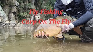 Fly Fishing  Carp On The Fly 잉어 플라이 낚시 [upl. by Soph]