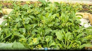 How to grow Yu Choy Sum （油菜心） [upl. by Hesper]