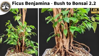 Ficus Benjamina Bonsai  Bush to Bonsai 22 Update [upl. by Hall]