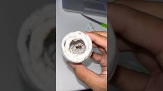 🕷️ Baby tarantula setup telugu guntakal ytshortsindia viralshorts trendingshorts pets vlog [upl. by Coppola]