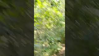 forest naturalbeuty srilanka vlog kanneliya protectnature [upl. by Lenneuq]