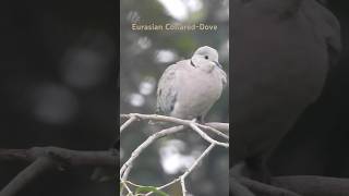 Eurasian CollaredDove preening birds selfcare nature shorts shortvideo [upl. by Eralcyram107]