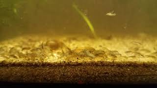 Hundreds of Freshwater Amphipods scuds in a Five Gallon Aquarium [upl. by Paul898]